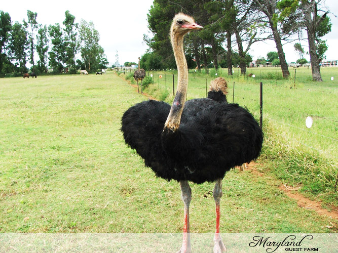 Ostrich on the farm