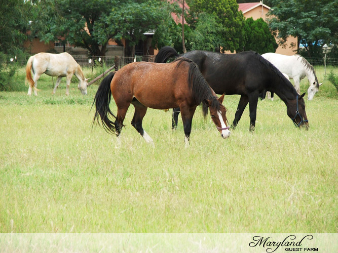 Horses grazing on the farm